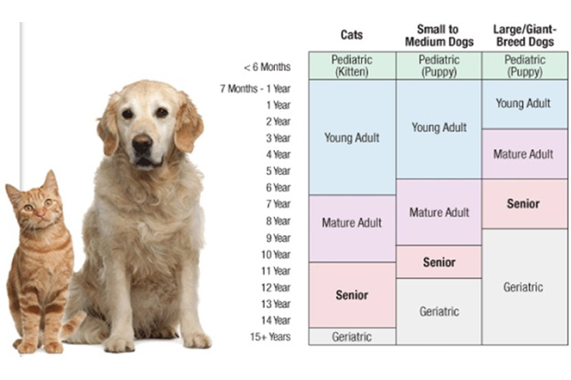 How Often Should I Take My Pet to the Vet?