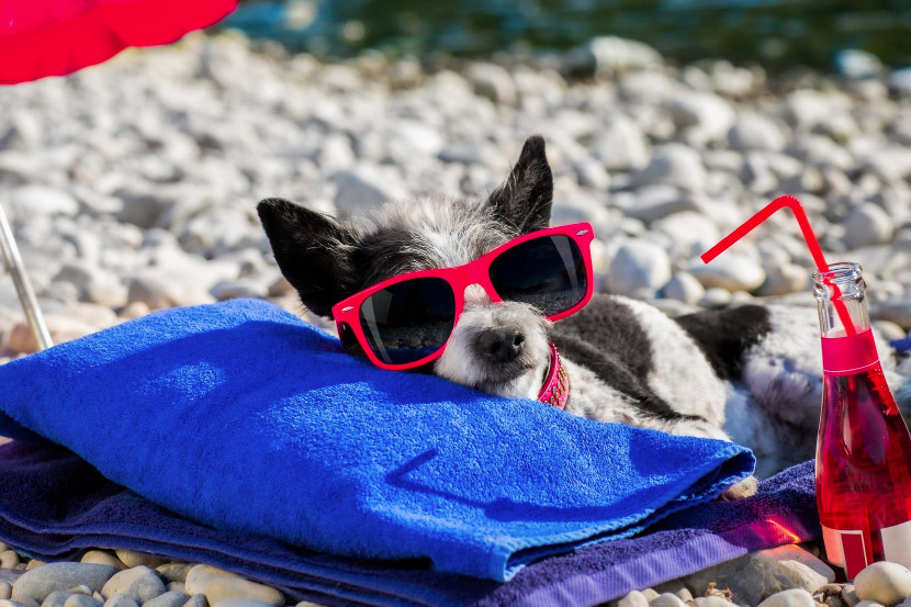 How to tell if my pet is dehydrated