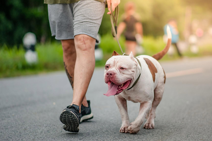 From Hot Sidewalks to Longer Walks: A Laveen Guide to Healthy Pets This Fall
