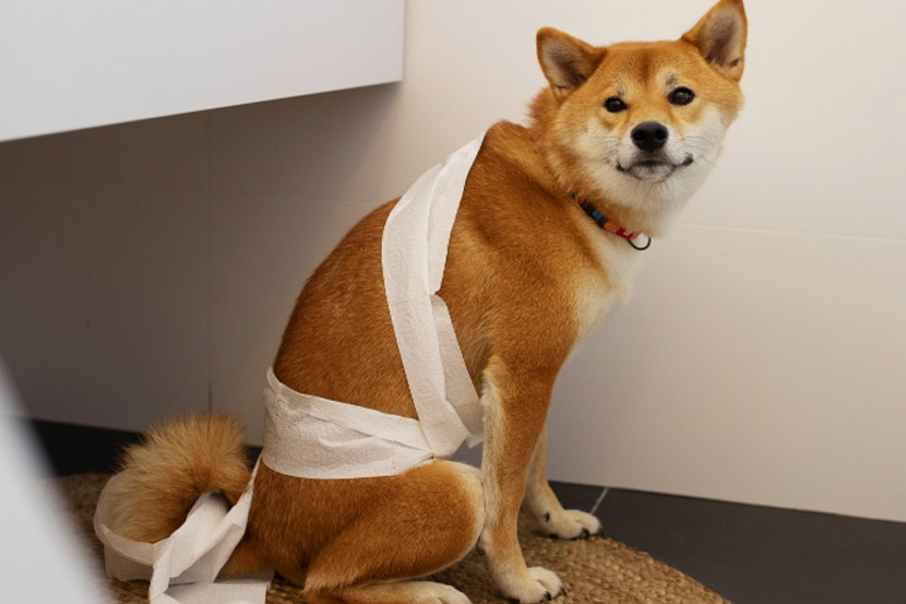 My pet has diarrhea – should I be concerned?
