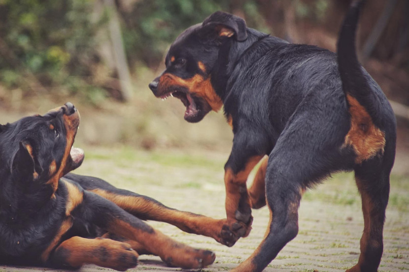 My Pet is Aggressive – What Should I Do?