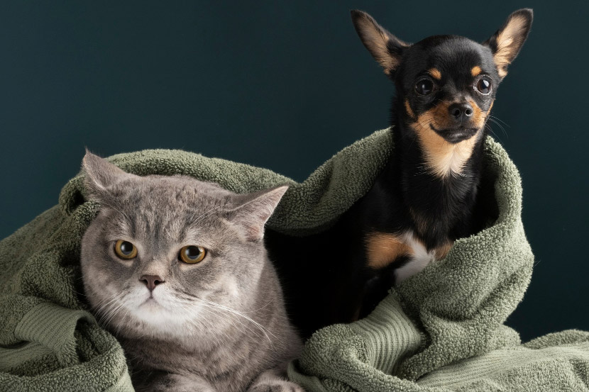Deciding on Whether to Alter (Spay/Neuter) My Dog/Cat