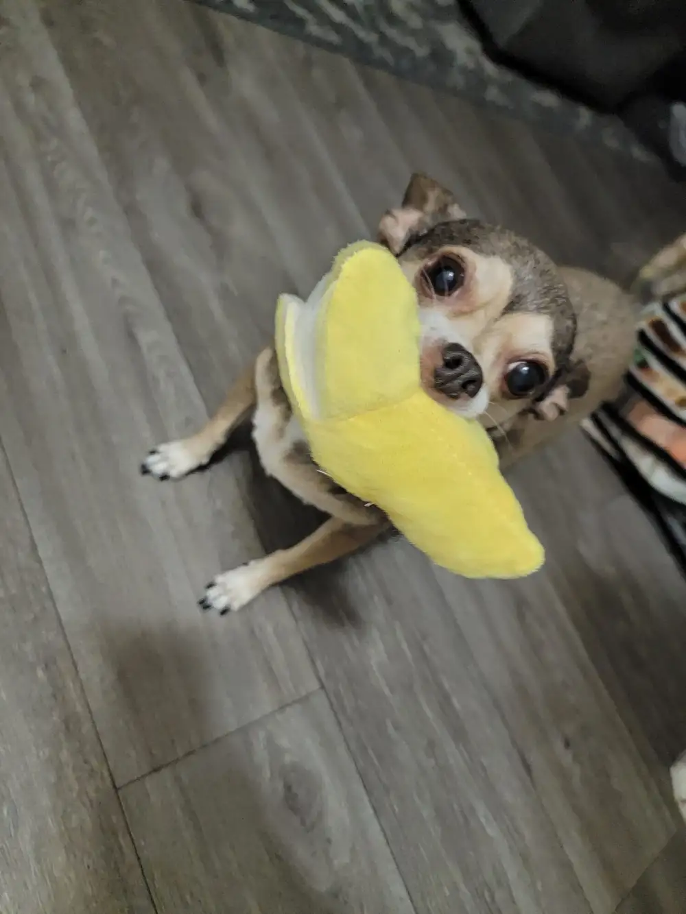 Hazel