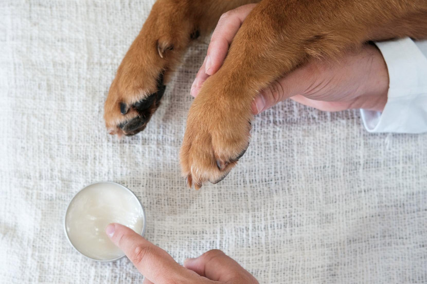 My Pet Has a Lump – Should I Be Concerned?
