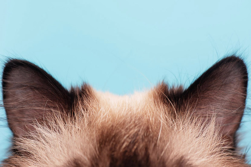 Otitis or (n)Otitis? – I think my dog (or cat) has an ear infection