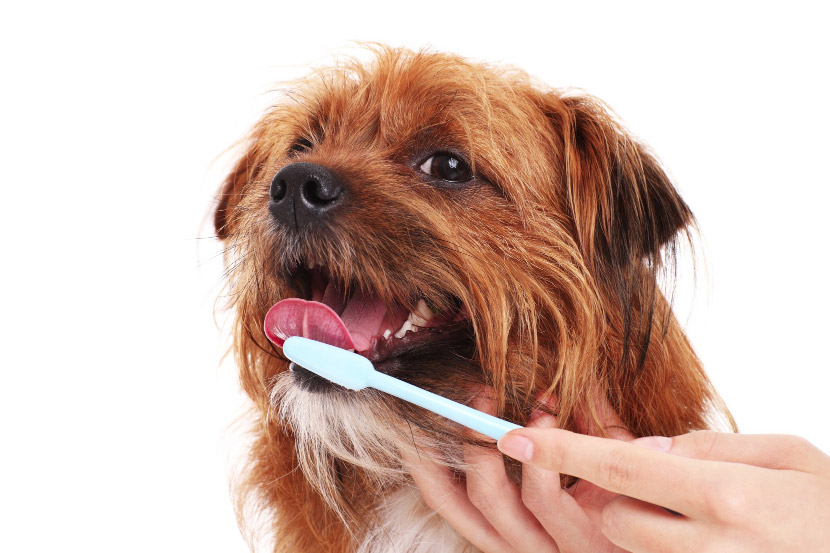 The Importance of Brushing Your Pets’ Teeth!