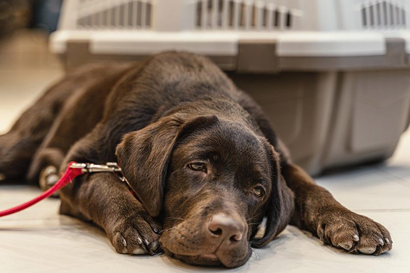 Does my dog have pain from arthritis?