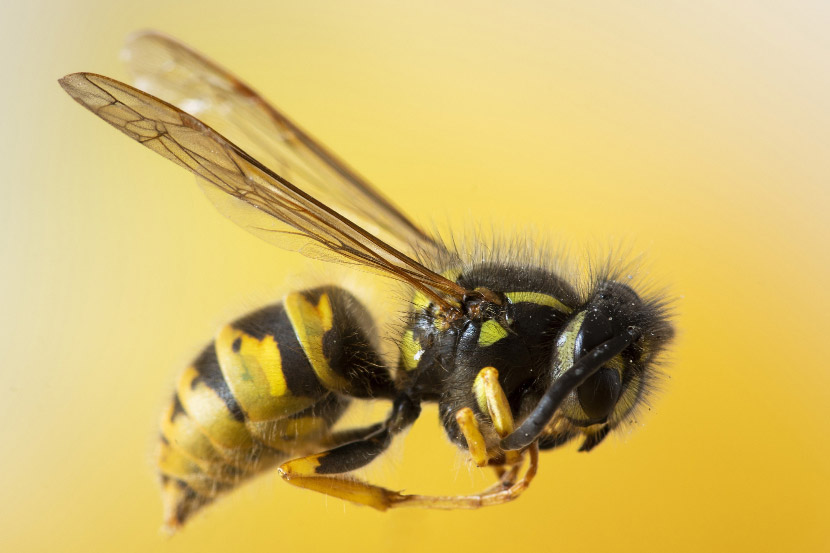 What should I do if my pet gets stung by a bee?