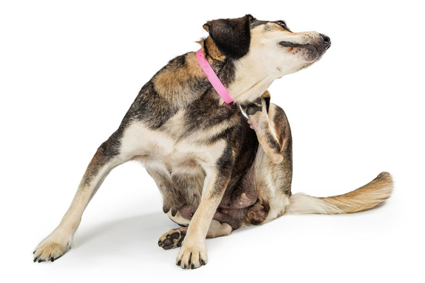 Why can’t my pet stop itching?