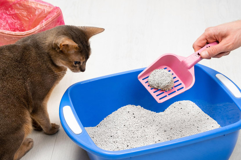 Why does my cat keep peeing outside the litterbox?