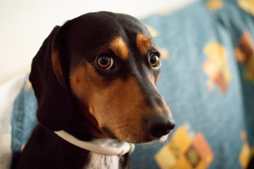 Helping Your Pet Through Fireworks and Thunderstorms: Tips for a Safer, Less Stressful Summer
