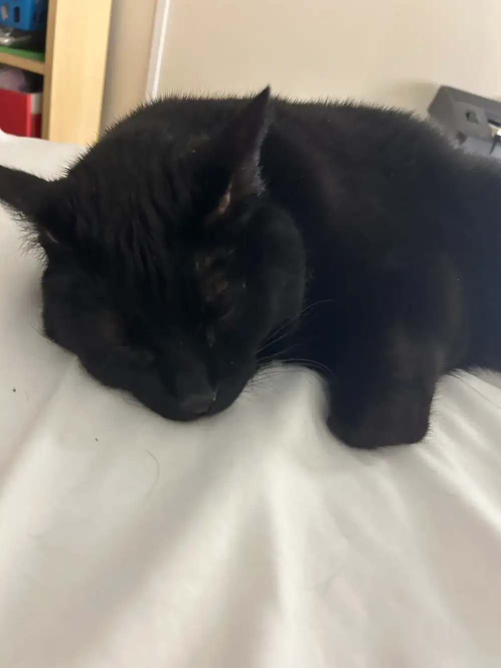 Ninja