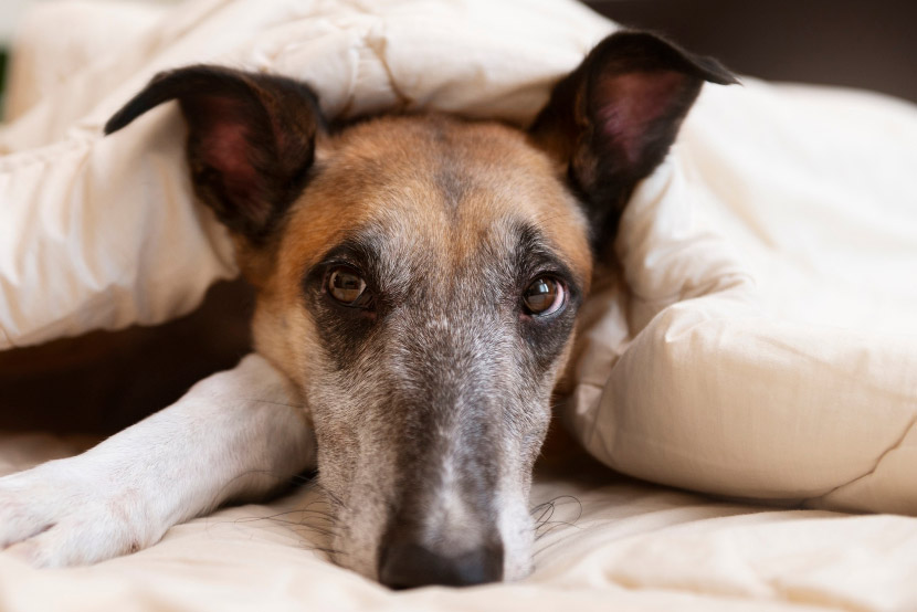 Easing Pet Anxiety at Home: Simple Ways to Help Your Dog or Cat Feel More Secure