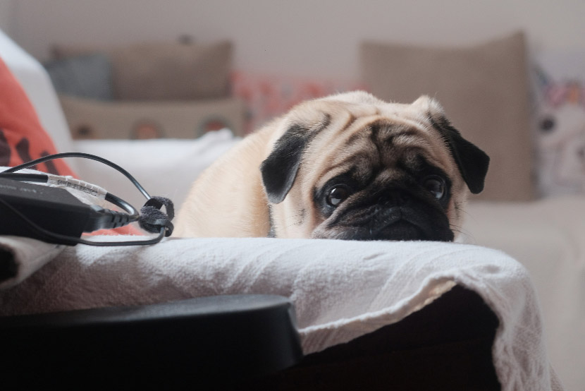 When Anxiety Impacts More Than Behavior: Understanding Emotional Health in Pets