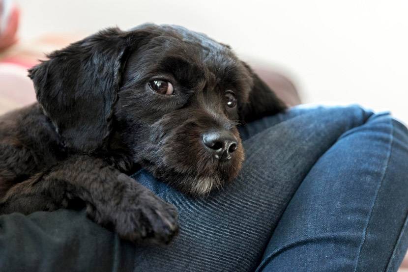 Understanding Pet Anxiety: Warning Signs Every Dog and Cat Owner Should Watch For