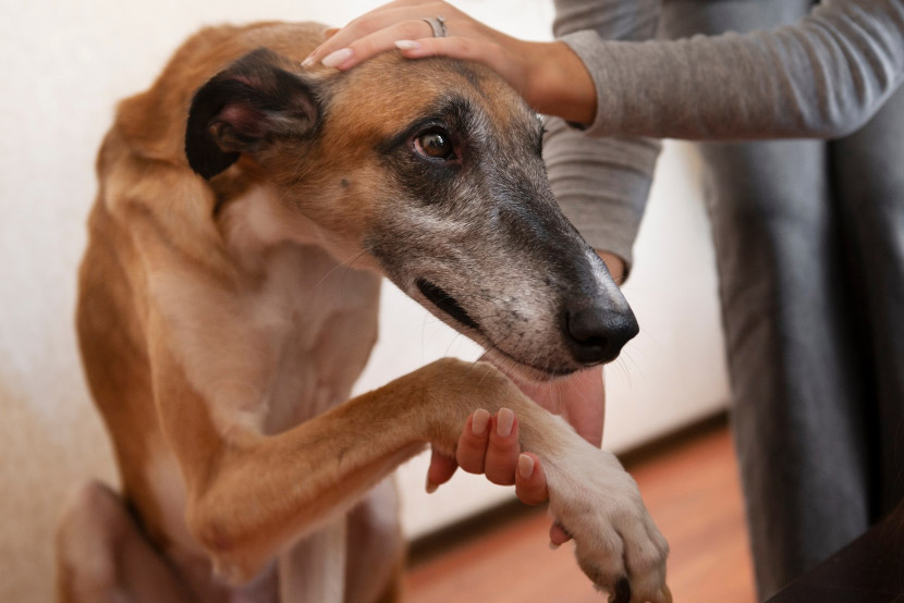 Joint Health First: What Every Pet Owner Should Know to Reduce Arthritis Risk