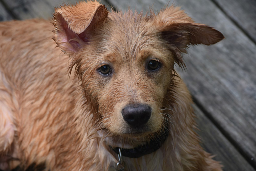 Understanding Arthritis in Senior Pets
