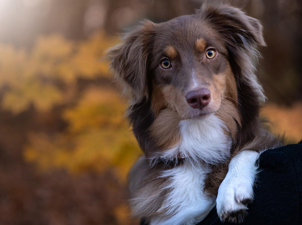 Canine Addison’s Disease