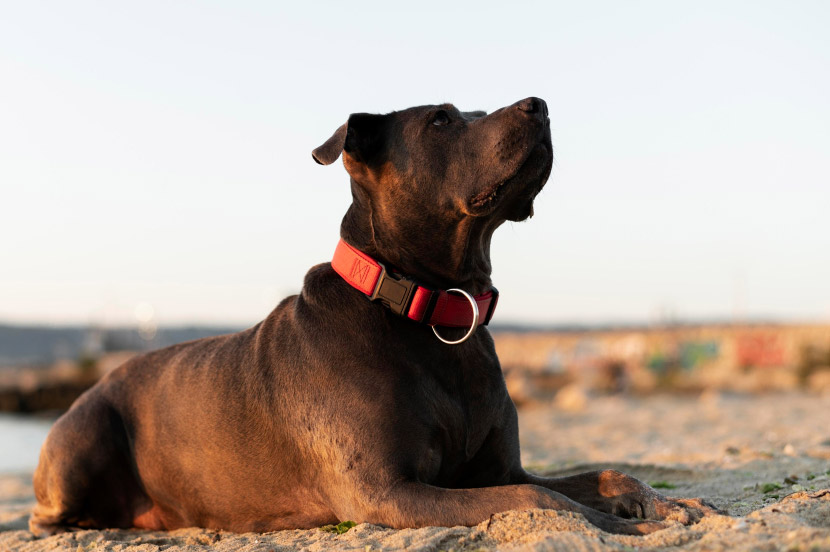 A Simple Step That Lasts a Lifetime: What to Expect During Your Pet’s Microchipping Appointment