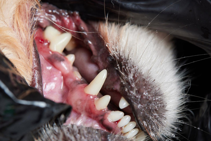 What Dental Disease Really Looks Like in Dogs and Cats