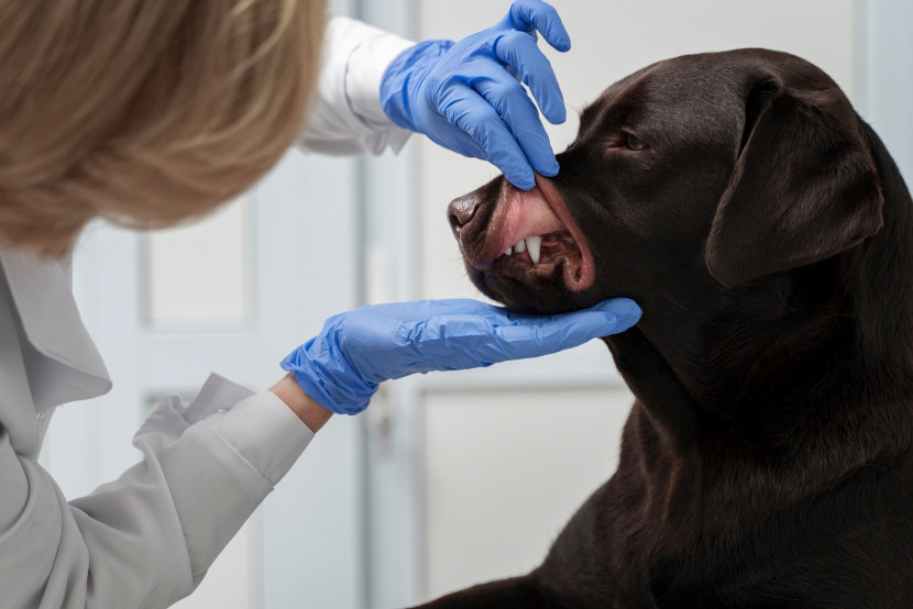 At-Home Dental Care for Dogs and Cats