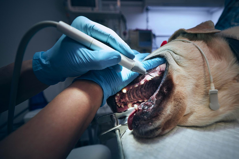 How Often Do Dogs and Cats Need Dental Cleanings?