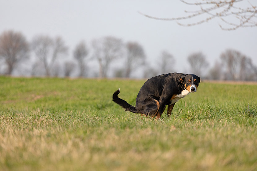 Why Does My Dog Have Diarrhea?