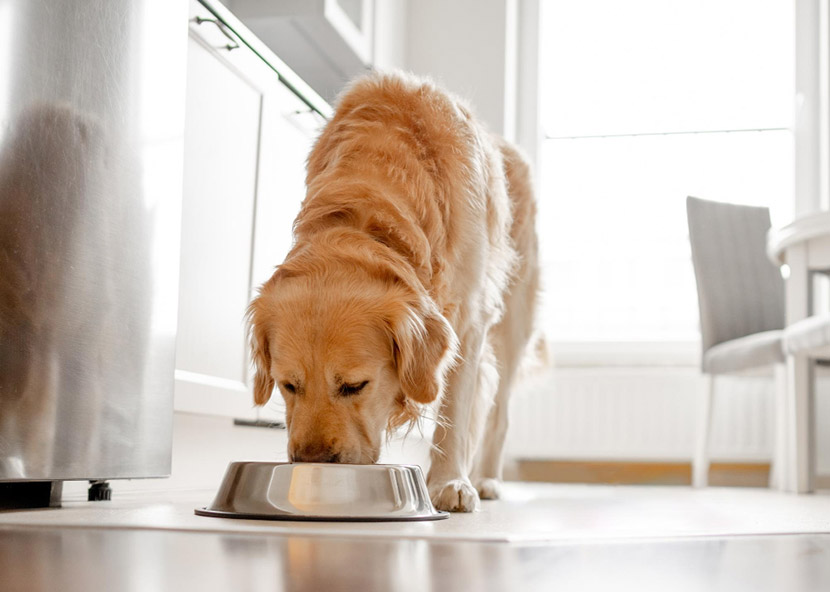 What to Feed a Dog with Diarrhea: A Vet’s Guide