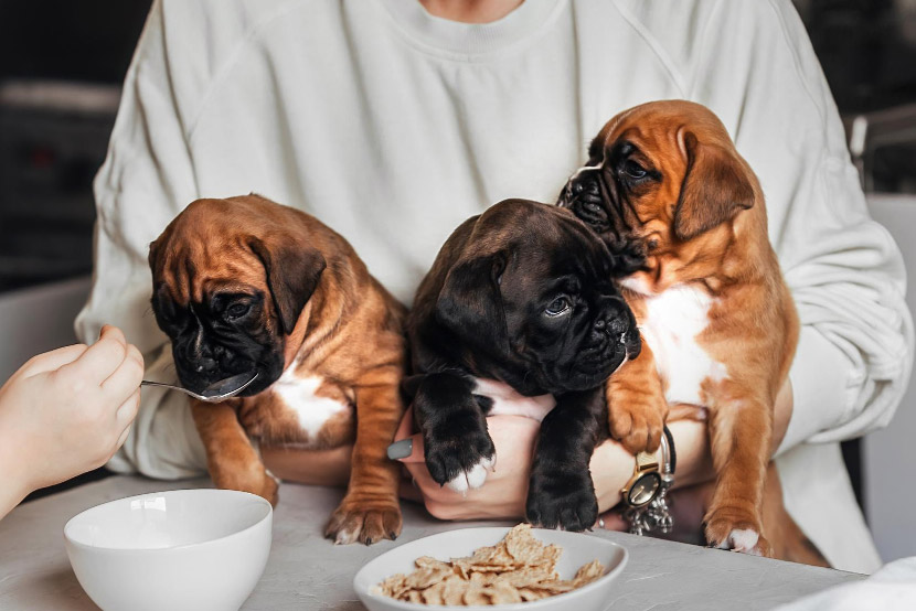 A Pet Parent’s Guide to Common Food Dangers