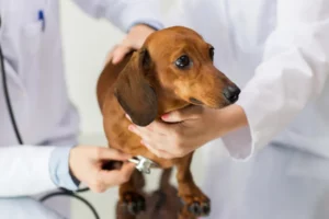 Pet Radiology Services in Laveen Village, AZ