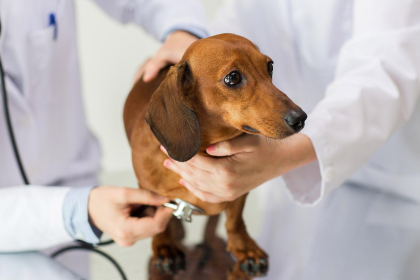 Your Pet’s Annual Health Review: More Useful Than a Symptom Check