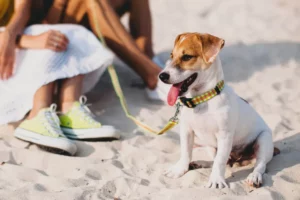 Pet Services in Laveen Village, AZ