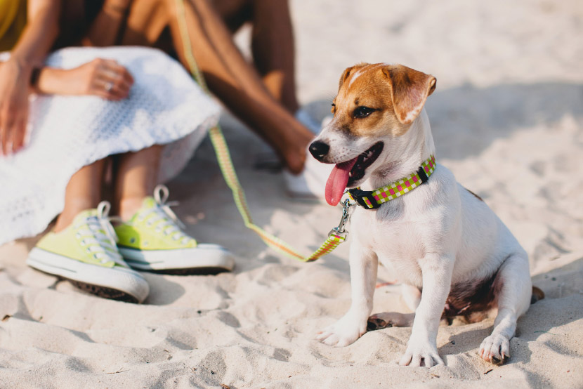 Heatstroke in Pets: The Summer Emergency Every Owner Should Know How to Prevent