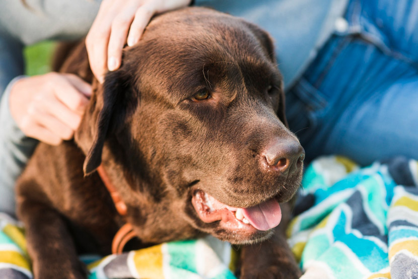 Is Your Pet Scratching More Than Usual? It Could Be Seasonal Allergies