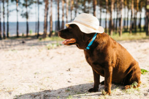 Understanding Kennel Cough: What Dog Parents Should Know This Summer