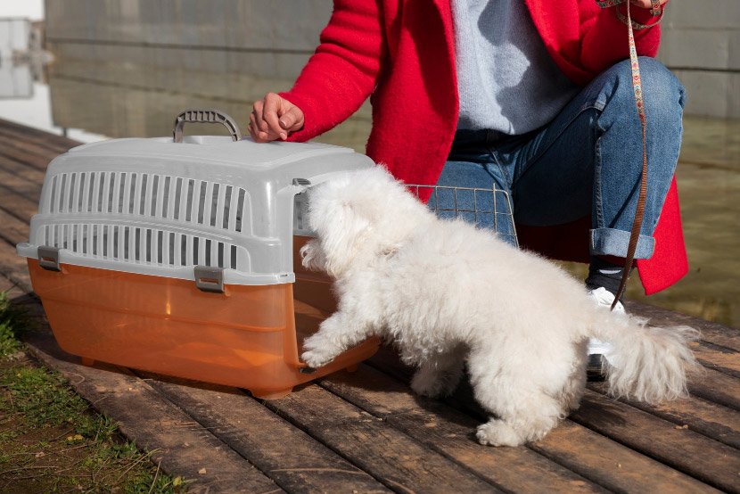 Kennel Cough Prevention Tips for Boarding Dogs in Laveen and South Phoenix