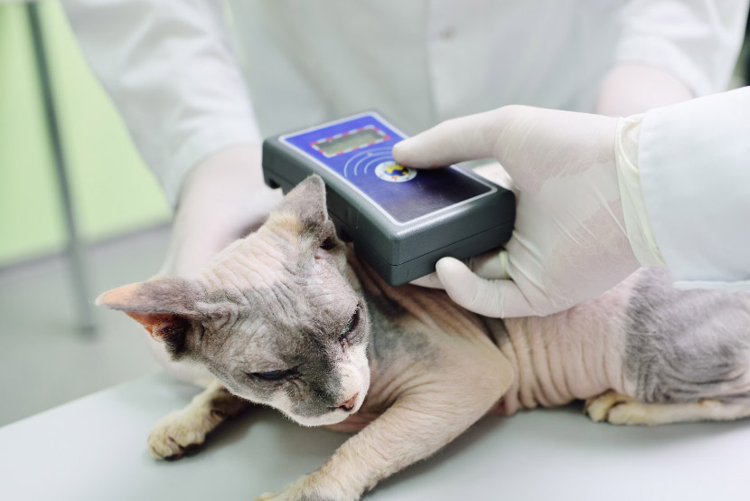 Built-In Protection for Life: When to Microchip Your Puppy or Kitten