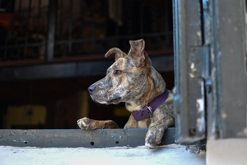 Nutrition Tips to Support Joint Health in Aging Pets