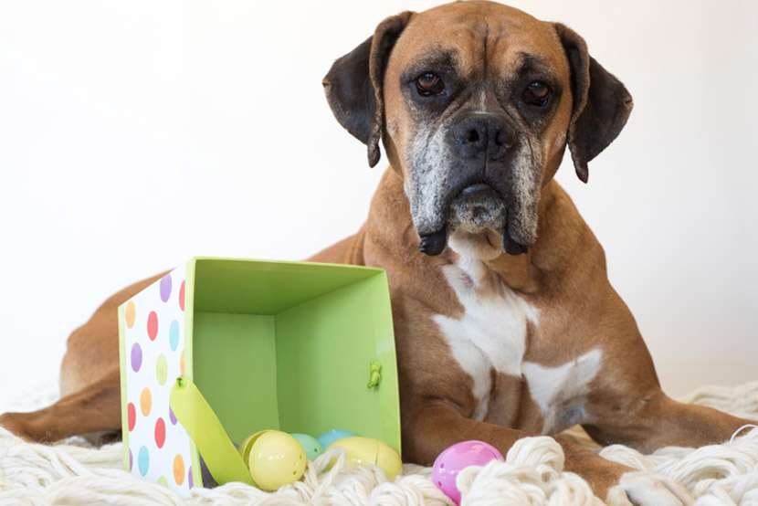 Safeguarding Your Pet from Swallowing Hazards