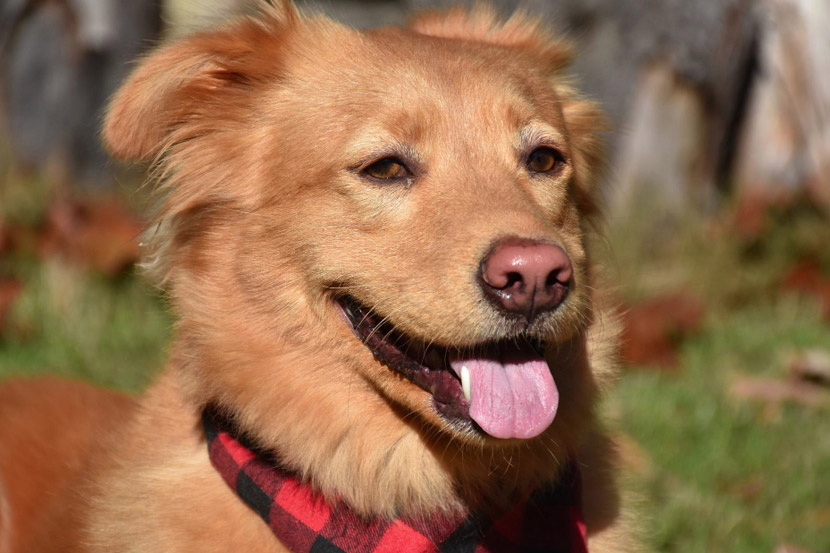Why Parvo Cases Spike at Certain Times of Year