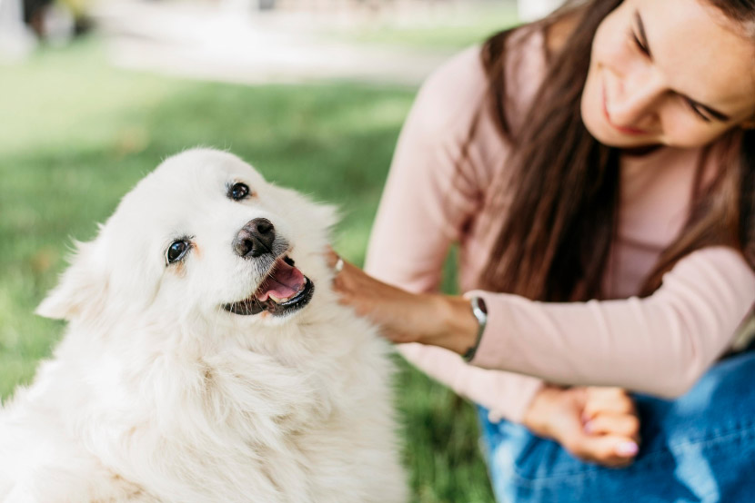Managing Pet Shedding in Laveen: A Practical Guide for Dobbins Village Families