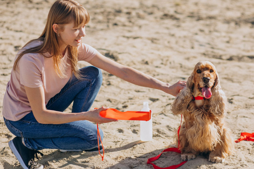 Hitting the Road with Your Pet This Summer? Here’s How to Keep Every Adventure Safe