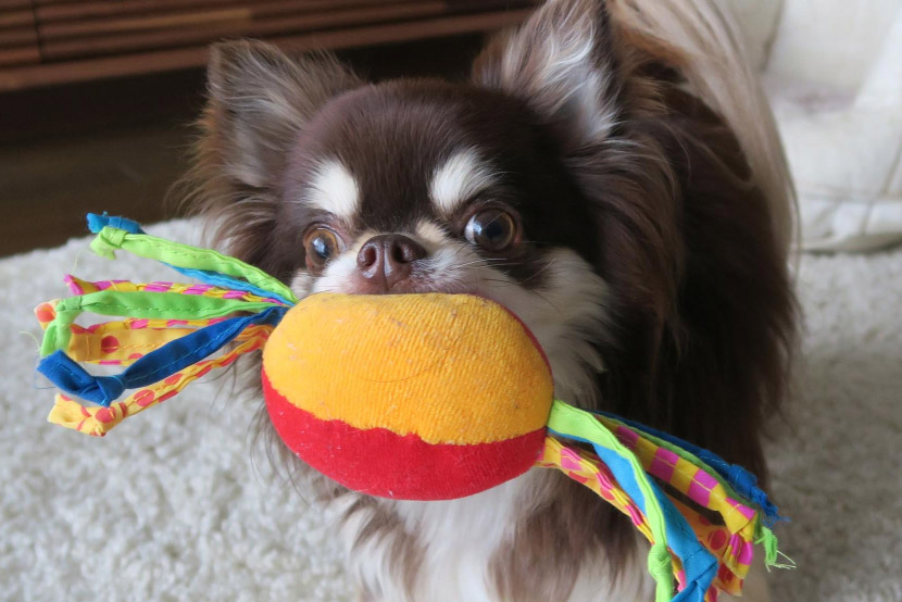 Dog Toy Safety 101: Protecting Your Pup from Hidden Dangers
