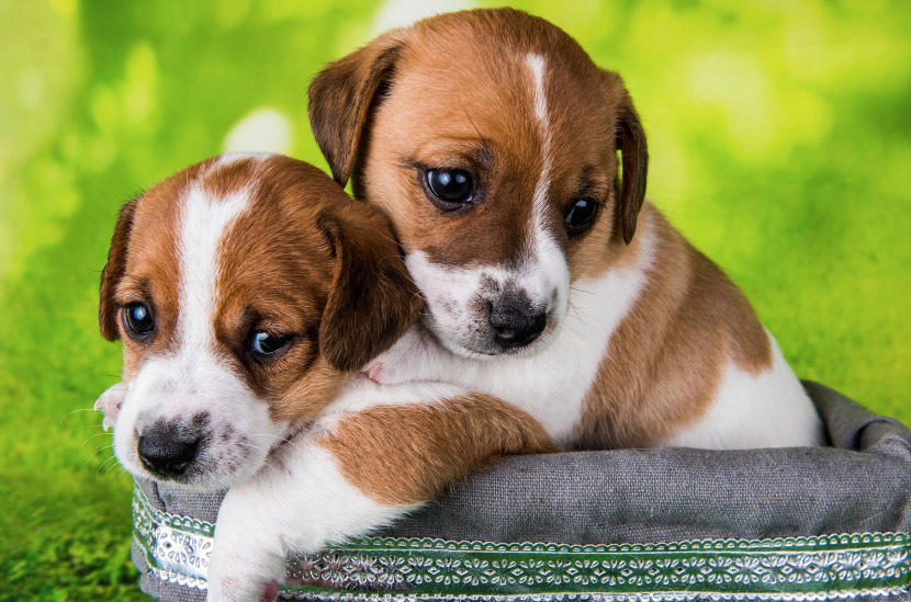 Puppy Vaccination and Wellness Guide at Dobbins Village Veterinary Hospital